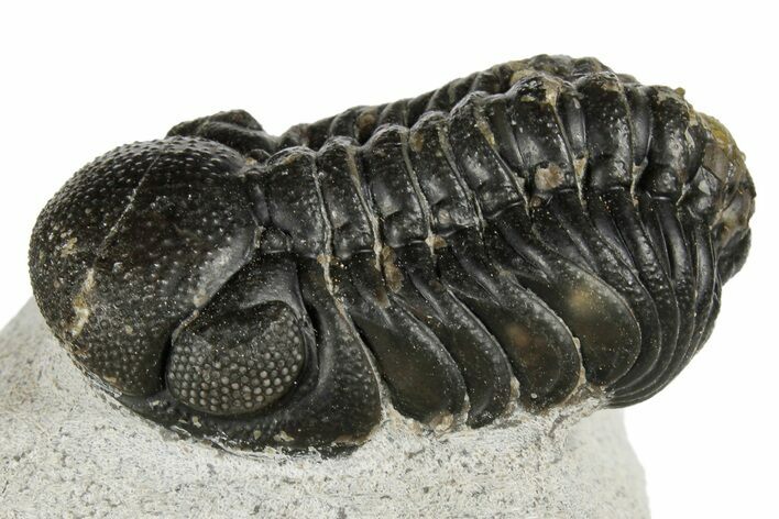 Bargain, Austerops Trilobite - Nice Eye Facets #181260